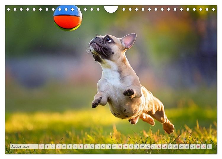 Produktbild: Bullys in Action - Franz&ouml;sische Bulldoggen lieben B&auml;lle (Wandkalender 2026 DIN A4 quer), CALVENDO Monatskalender