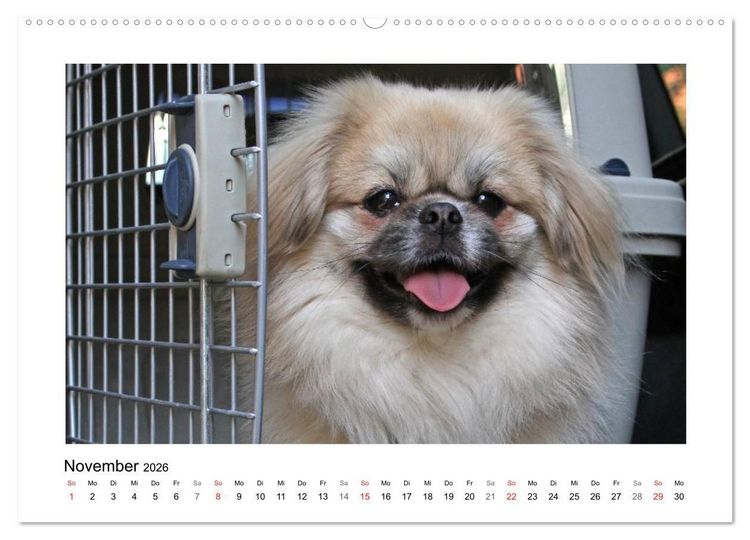 Produktbild: Tibet-Spaniel (Wandkalender 2026 DIN A2 quer), CALVENDO Monatskalender