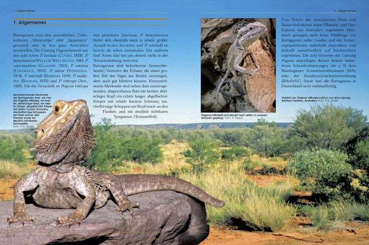 Produktbild: Bartagamen - Die Gattung Pogona
