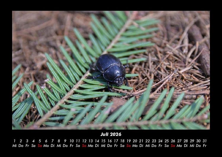Produktbild: Waldbewohner 2026 Fotokalender DIN A3