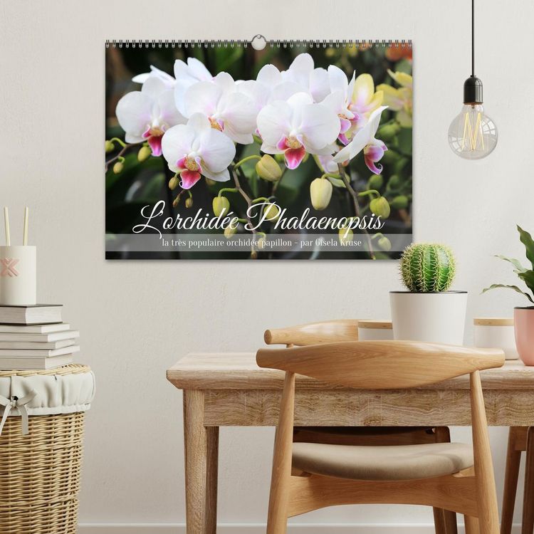 Produktbild: L'orchid&eacute;e Phalaenopsis (Calendrier mural 2026 DIN A3 vertical), CALVENDO calendrier mensuel