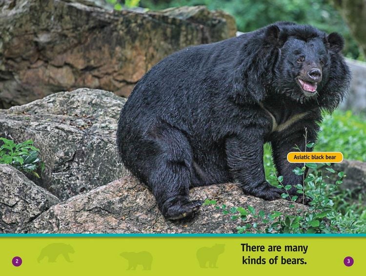 Produktbild: All About Bears