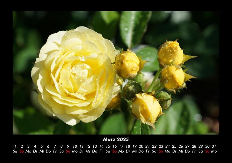 Produktbild: Rosentraum 2025 Fotokalender DIN A3