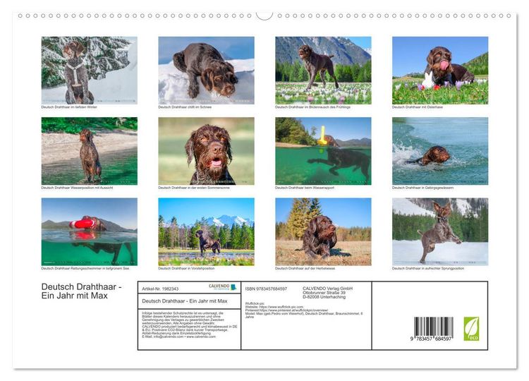 Produktbild: Deutsch Drahthaar - Ein Jahr mit Max (hochwertiger Premium Wandkalender 2026 DIN A2 quer), Kunstdruck in Hochglanz