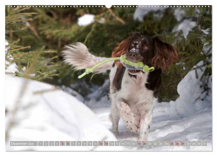 Produktbild: Passion Jagdhund - Kleiner M&uuml;nsterl&auml;nder (Wandkalender 2026 DIN A2 quer), CALVENDO Monatskalender