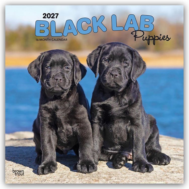 Produktbild: Black Labrador Retriever Puppies &ndash; Schwarze Labrador Retriever Welpen 2027 &ndash; 16-Monatskalender