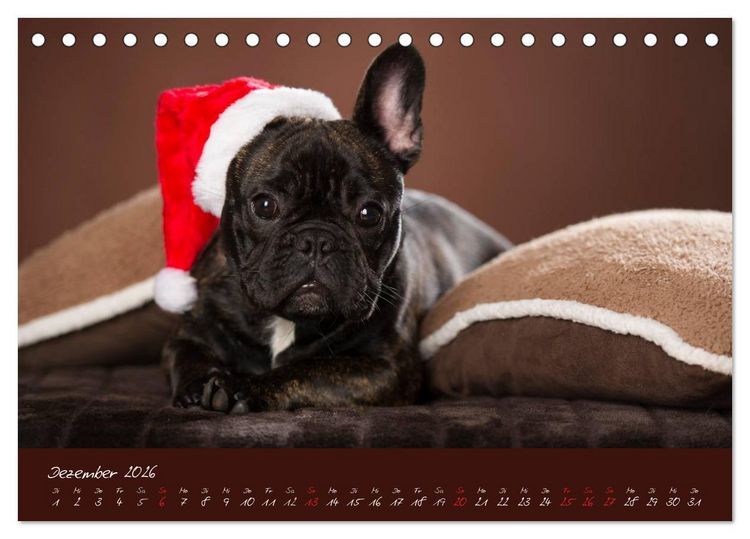 Produktbild: Franz&ouml;sische Bulldoggen (Tischkalender 2026 DIN A5 quer), CALVENDO Monatskalender