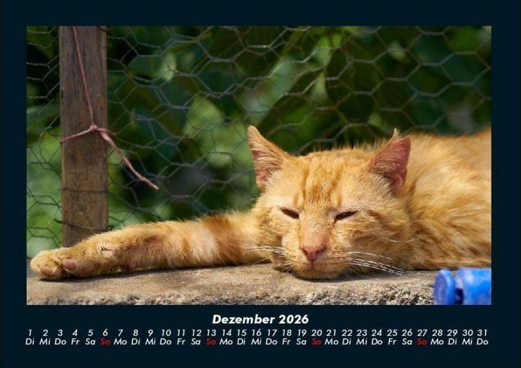 Produktbild: F&uuml;r Katzenfreunde 2026 Fotokalender DIN A4