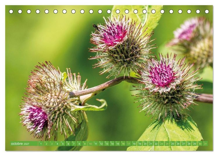 Produktbild: Fleurs du jardin aromatique (Calendrier de bureau 2027 DIN A5 vertical), CALVENDO calendrier mensuel