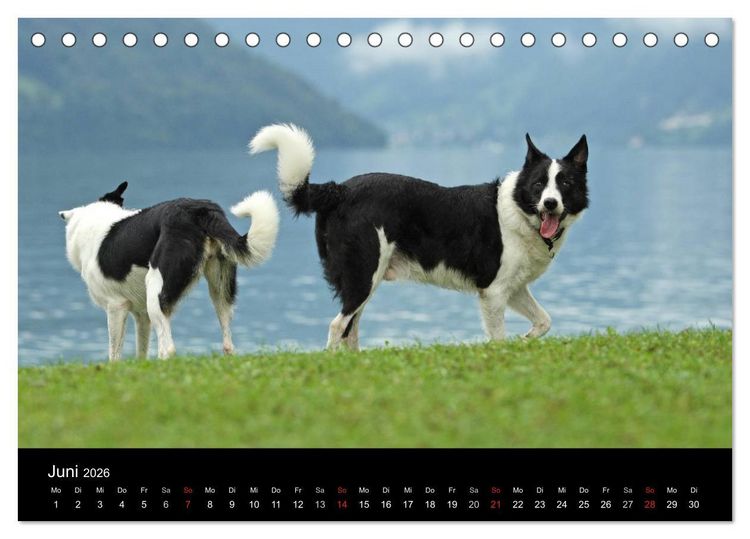 Produktbild: Der Bordercollie-Kalender (Tischkalender 2026 DIN A5 quer), CALVENDO Monatskalender