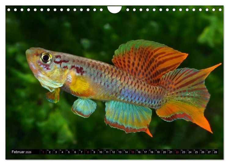 Produktbild: Bunte Fische der Welt - Killifische (Wandkalender 2026 DIN A4 quer), CALVENDO Monatskalender