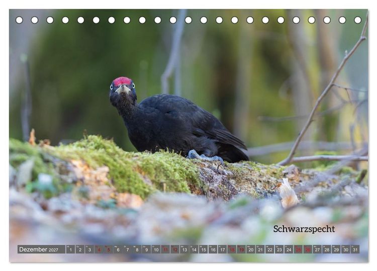Produktbild: Vogelfotografie aus dem Norden (Tischkalender 2027 DIN A5 quer), CALVENDO Monatskalender