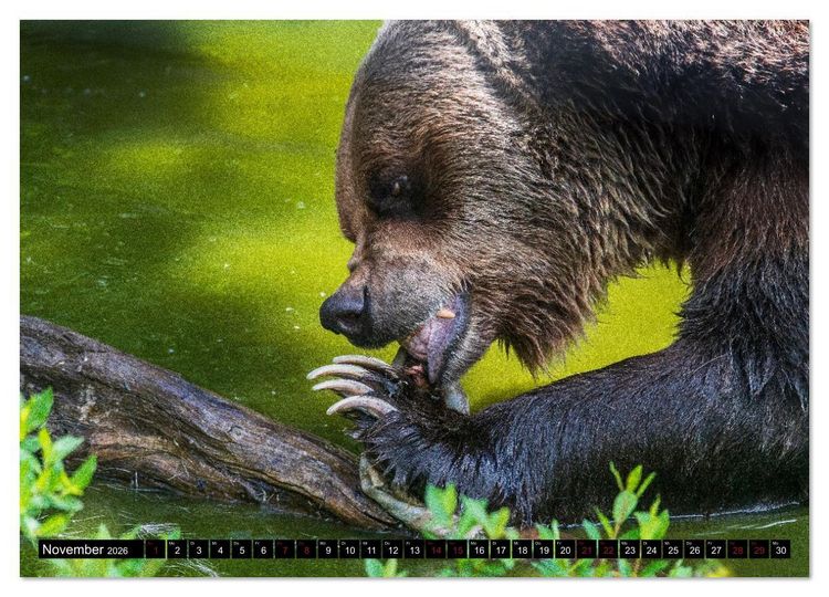 Produktbild: Grizzlys und Geisterb&auml;ren - Glendale Cove, Kanada (hochwertiger Premium Wandkalender 2026 DIN A2 quer), Kunstdruck in Hochglanz