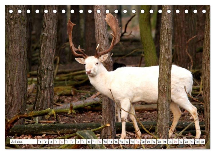 Produktbild: Der Damhirsch - Der Schaufeltr&auml;ger des Waldes (Tischkalender 2026 DIN A5 quer), CALVENDO Monatskalender
