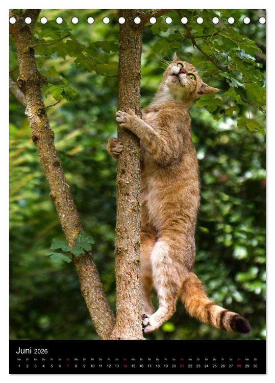 Produktbild: Wildkatzen - scheue J&auml;ger (Tischkalender 2026 DIN A5 hoch), CALVENDO Monatskalender