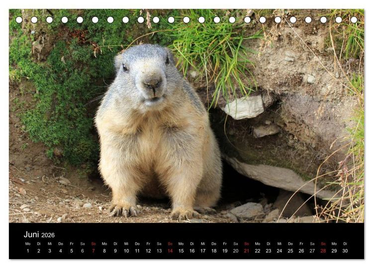 Produktbild: Murmeltiere (Tischkalender 2026 DIN A5 quer), CALVENDO Monatskalender