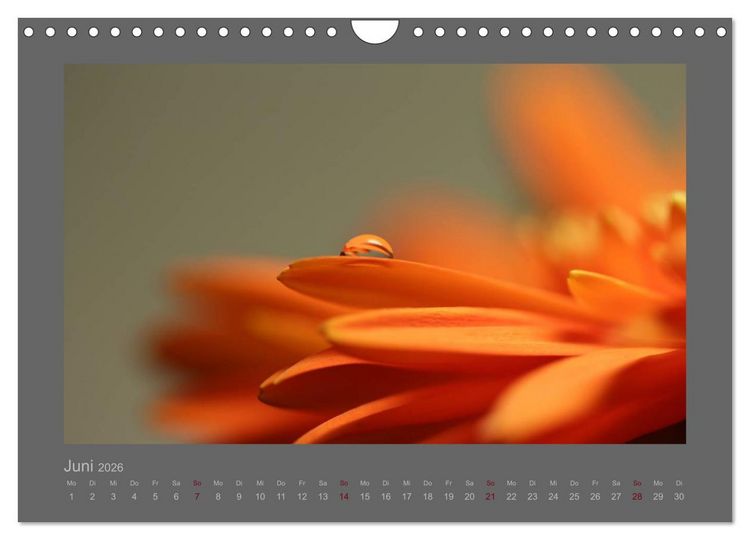 Produktbild: Kleine, gro&szlig;e Tropfenwelt (Wandkalender 2026 DIN A4 quer), CALVENDO Monatskalender