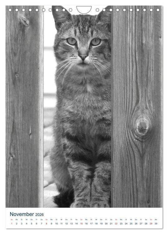 Produktbild: Wilde Katzen - Korsikas Samtpfoten (Wandkalender 2026 DIN A4 hoch), CALVENDO Monatskalender