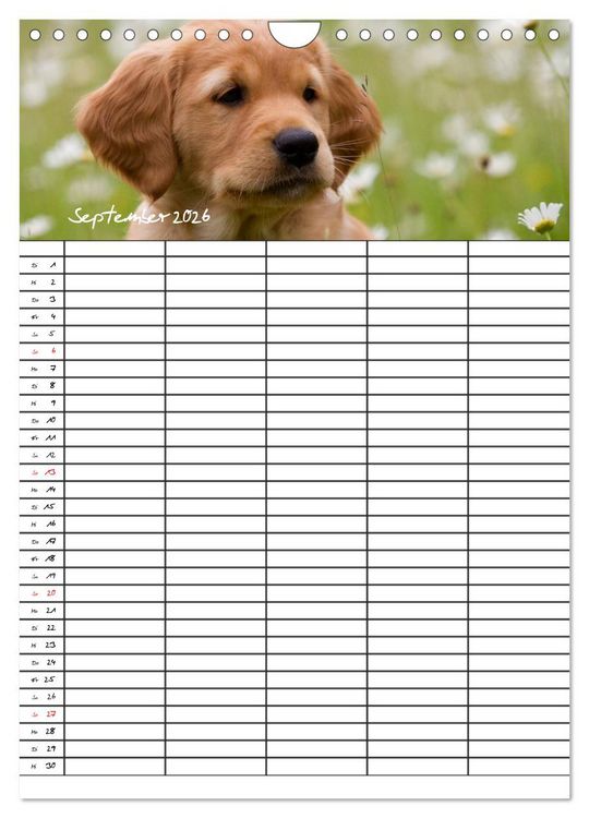 Produktbild: Familienplaner: Golden Retriever Welpen (Wandkalender 2026 DIN A4 hoch), CALVENDO Monatskalender