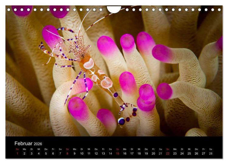 Produktbild: Abgetaucht - an den K&uuml;sten vor Cura&ccedil;ao (Wandkalender 2026 DIN A4 quer), CALVENDO Monatskalender