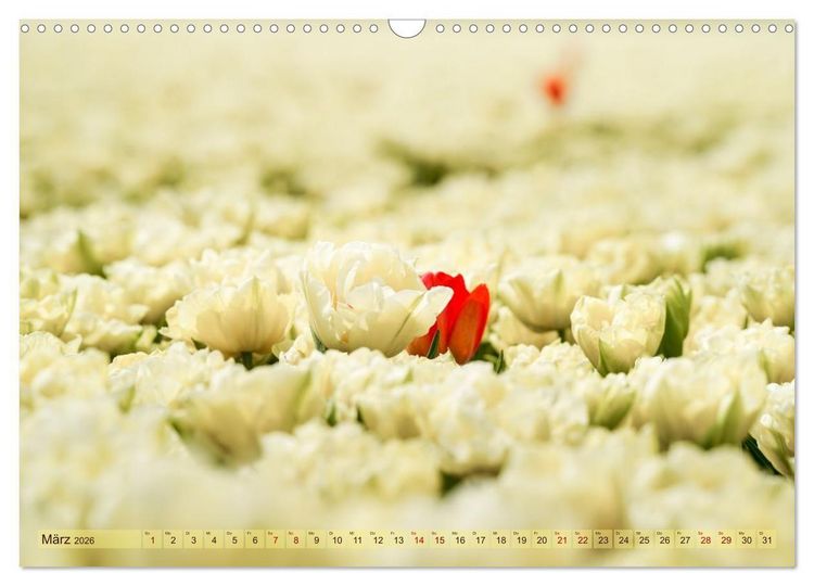 Produktbild: Tulpen - Hollands Stolz (Wandkalender 2026 DIN A3 quer), CALVENDO Monatskalender
