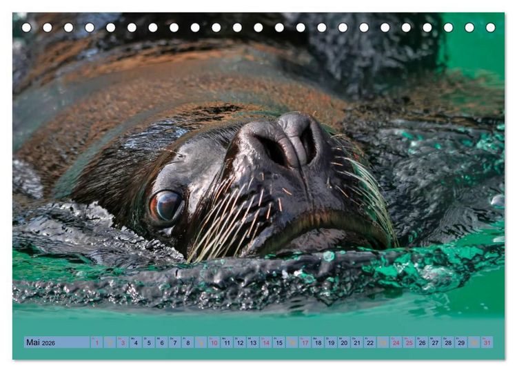 Produktbild: Robben - &uuml;berall zuhause (Tischkalender 2026 DIN A5 quer), CALVENDO Monatskalender