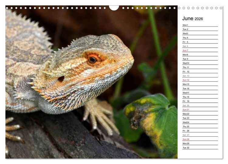 Produktbild: Close to Australian Bearded Dragons (Wall Calendar 2026 DIN A3 landscape), CALVENDO 12 Month Wall Calendar