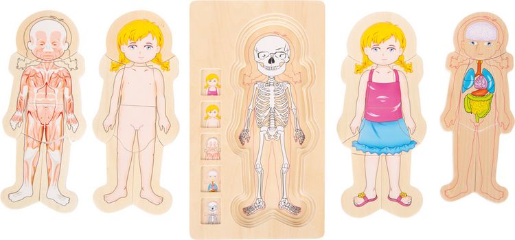 Produktbild: Schichtenpuzzle Anatomie M&auml;dchen