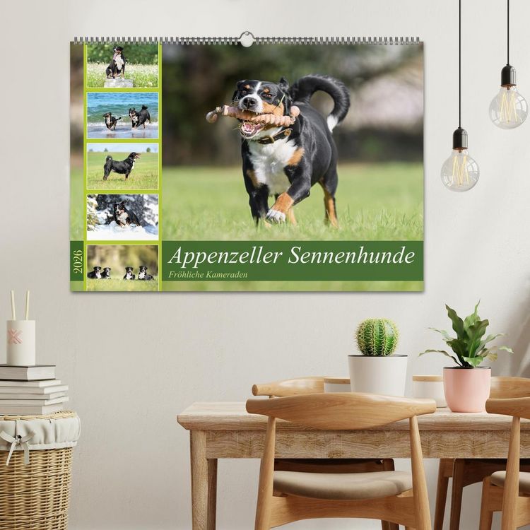 Produktbild: Appenzeller Sennenhunde - Fr&ouml;hliche Kameraden (Wandkalender 2026 DIN A2 quer), CALVENDO Monatskalender