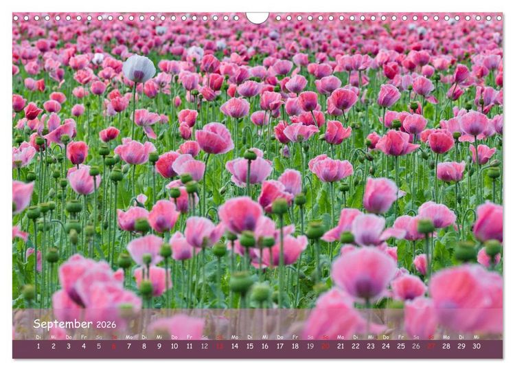 Produktbild: Mohntr&auml;ume (Wandkalender 2026 DIN A3 quer), CALVENDO Monatskalender