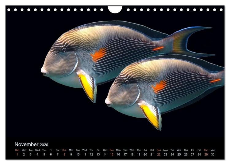 Produktbild: Water Dreams-journey through the sea (Wall Calendar 2026 DIN A4 landscape), CALVENDO 12 Month Wall Calendar