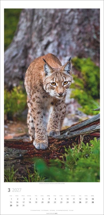 Produktbild: Big Cats Kalender 2027