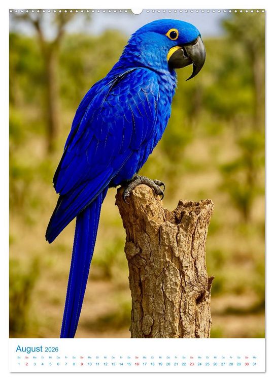 Produktbild: Blaue V&ouml;gel (hochwertiger Premium Wandkalender 2026 DIN A2 hoch), Kunstdruck in Hochglanz