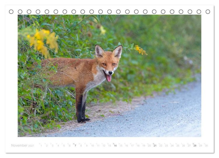 Produktbild: Der Rotfuchs (Tischkalender 2027 DIN A5 quer), CALVENDO Monatskalender