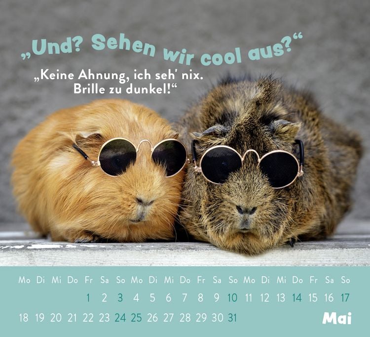 Produktbild: Mini-Kalender 2026: Der kleine Tierisch gechillt! Kalender