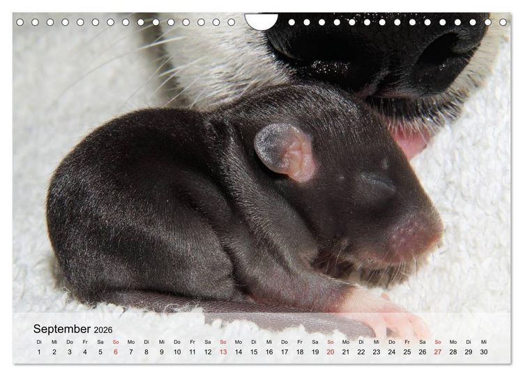 Produktbild: Ratten - Gelehrige Haustiere (Wandkalender 2026 DIN A4 quer), CALVENDO Monatskalender
