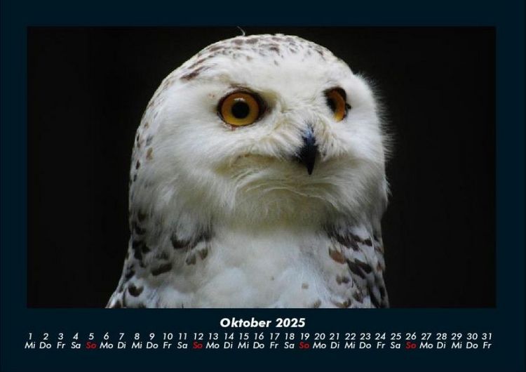 Produktbild: Welt der V&ouml;gel 2025 Fotokalender DIN A4
