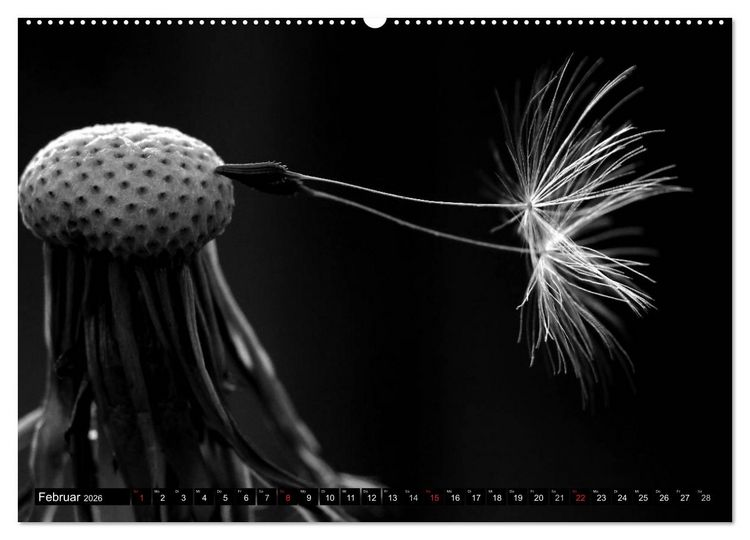 Produktbild: Pusteblume - Impressionen in schwarzwei&szlig; (Wandkalender 2026 DIN A2 quer), CALVENDO Monatskalender