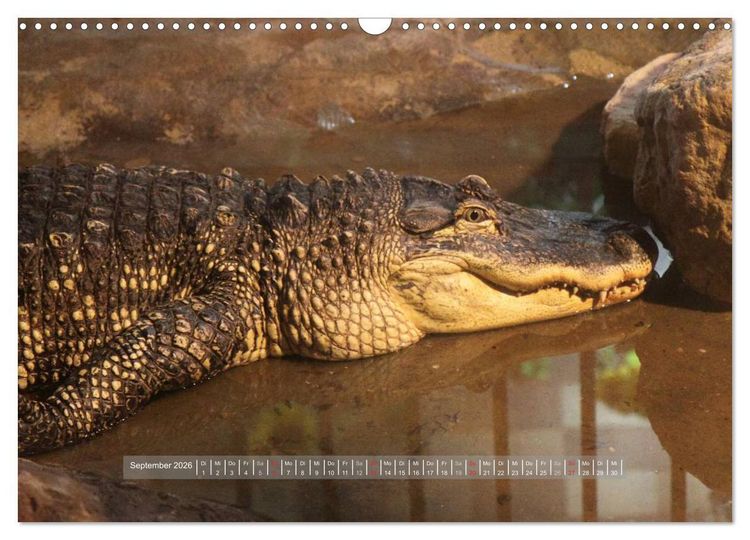 Produktbild: Krokodile & Alligatoren (Wandkalender 2026 DIN A3 quer), CALVENDO Monatskalender