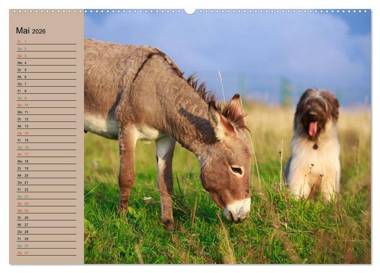 Produktbild: Das Esel-Paradies - Hunde und andere Feunde (hochwertiger Premium Wandkalender 2026 DIN A2 quer), Kunstdruck in Hochglanz