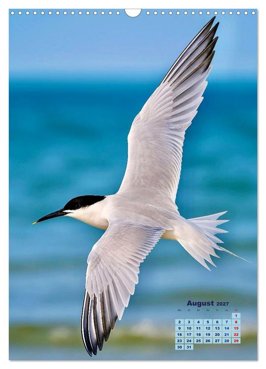 Produktbild: Seev&ouml;gel an der Nordsee (Wandkalender 2027 DIN A3 hoch), CALVENDO Monatskalender