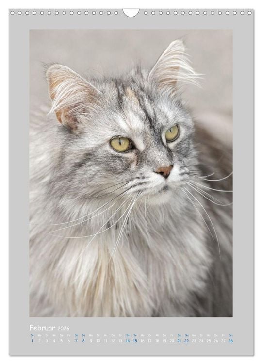 Produktbild: Maincoon & Co. - Rassekatzen mit Klasse (Wandkalender 2026 DIN A3 hoch), CALVENDO Monatskalender