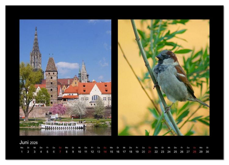 Produktbild: Ulmer Spatzen (Wandkalender 2026 DIN A3 quer), CALVENDO Monatskalender