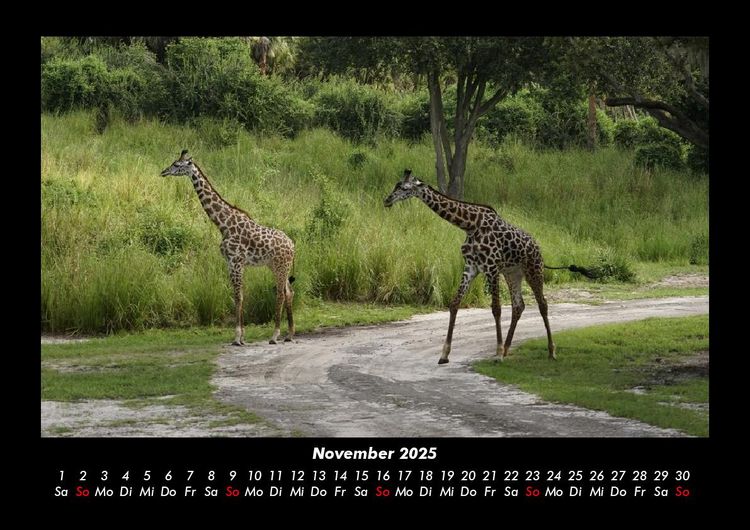 Produktbild: Welt der Tiere 2025 Fotokalender DIN A3