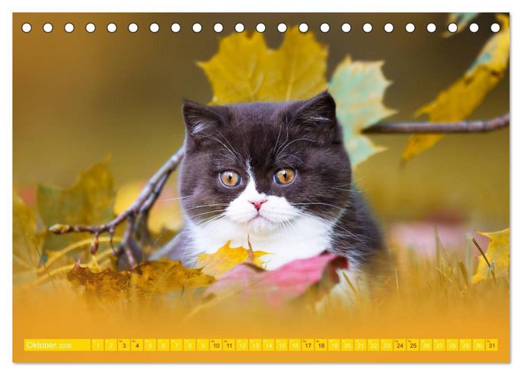 Produktbild: Katzenkinder - Britisch Kurzhaar (Tischkalender 2026 DIN A5 quer), CALVENDO Monatskalender