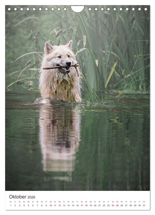 Produktbild: Hunde - Unsere treuen Wegbegleiter. (Wandkalender 2026 DIN A4 hoch), CALVENDO Monatskalender