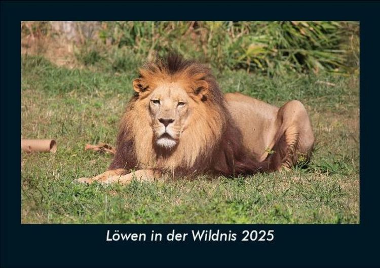 Produktbild: L&ouml;wen in der Wildnis 2025 Fotokalender DIN A5