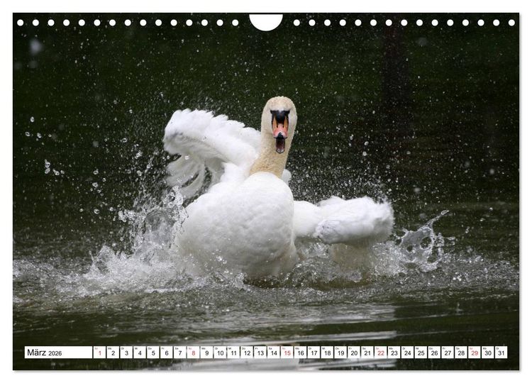 Produktbild: Heimische Tiere (Wandkalender 2026 DIN A4 quer), CALVENDO Monatskalender