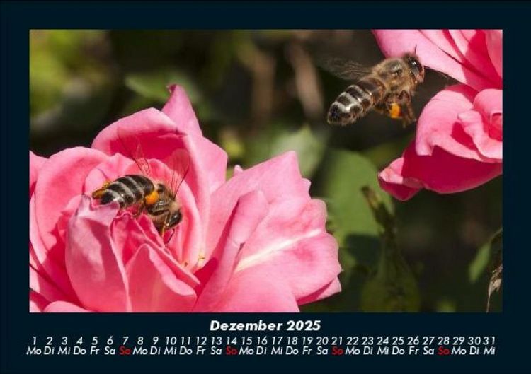 Produktbild: Rosen-Kalender 2025 Fotokalender DIN A5