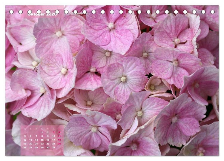 Produktbild: Himmlische Hortensien (Tischkalender 2026 DIN A5 quer), CALVENDO Monatskalender